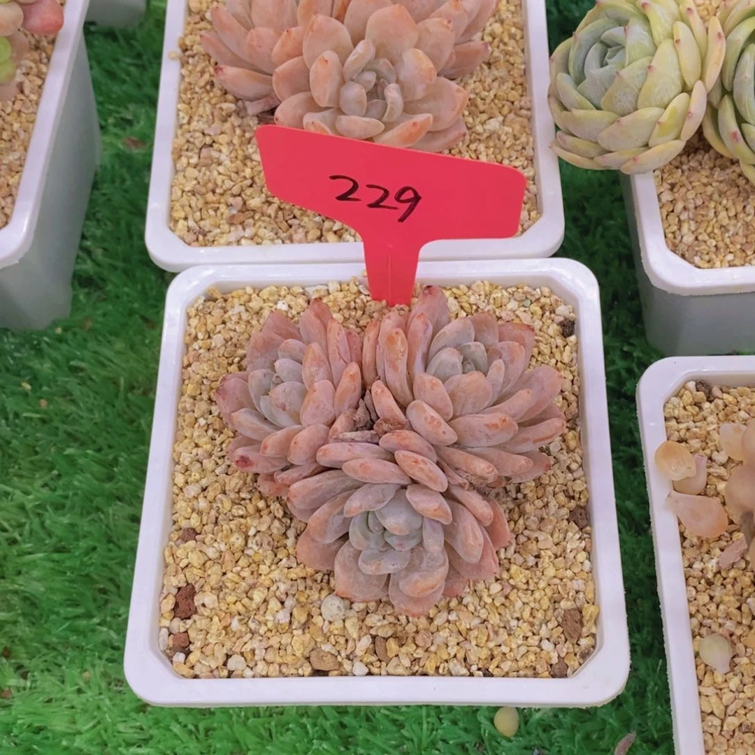 X***d开心多肉植物多肉