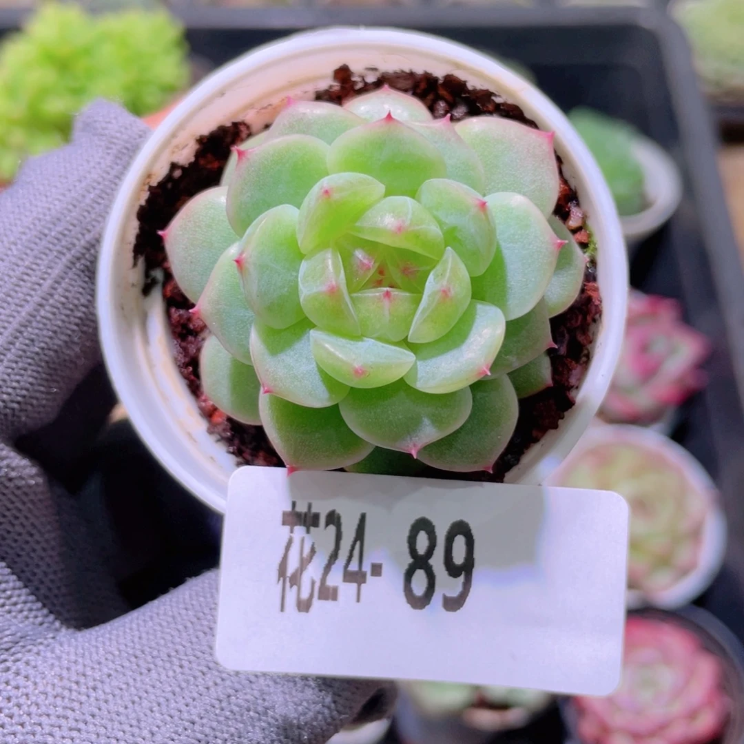 花利美24-89透润x