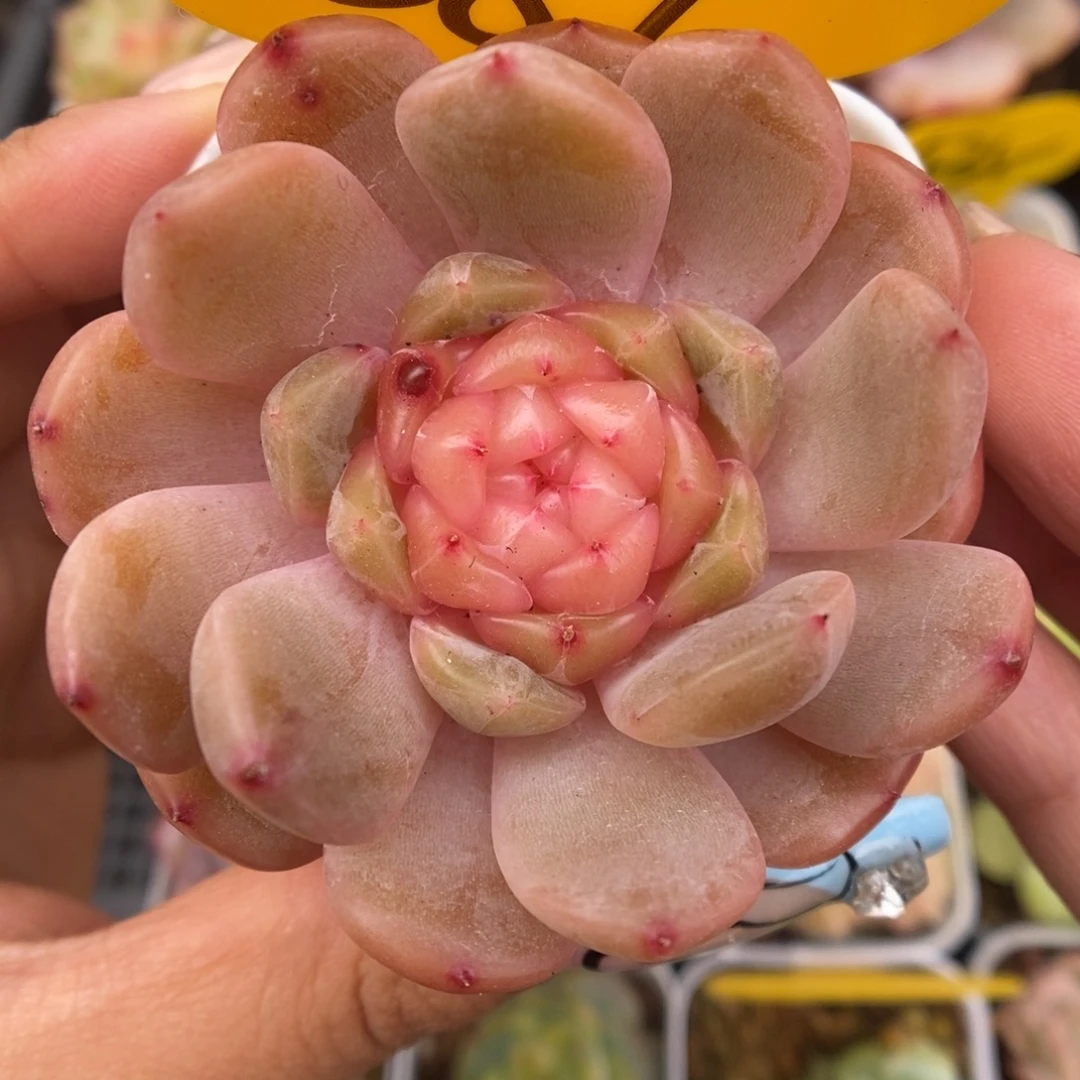 粉透心珍妮887号。