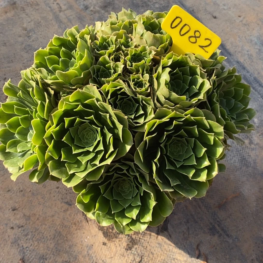 红陶꧁**꧂0082绿玫瑰。一物一拍