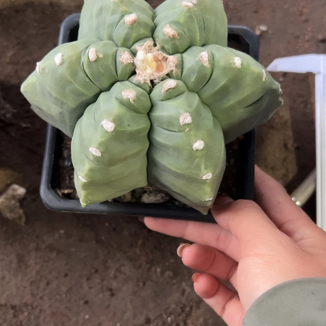L***L实生龟甲鸾凤玉一物一拍