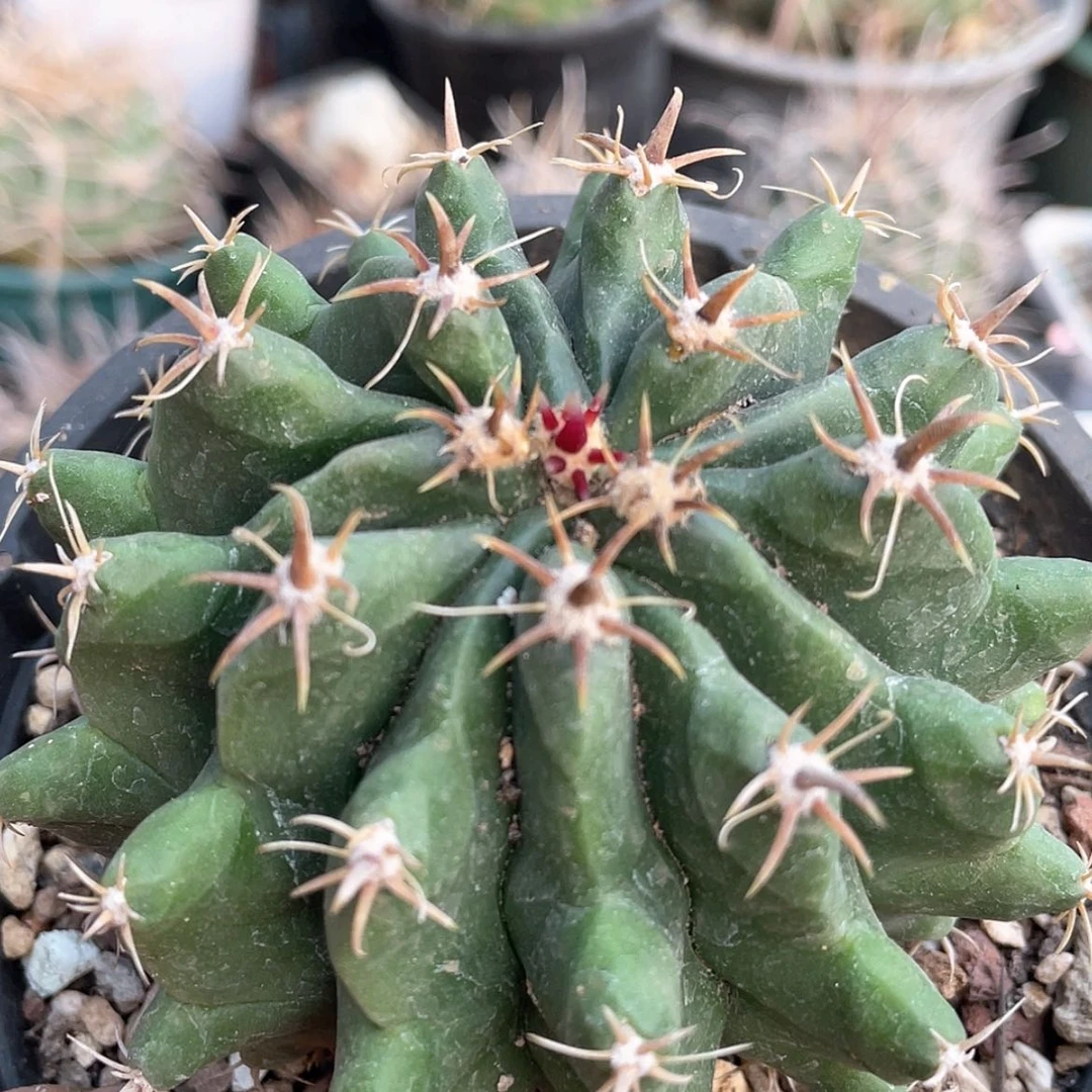 【闪购商品】短刺巨鸠玉实生