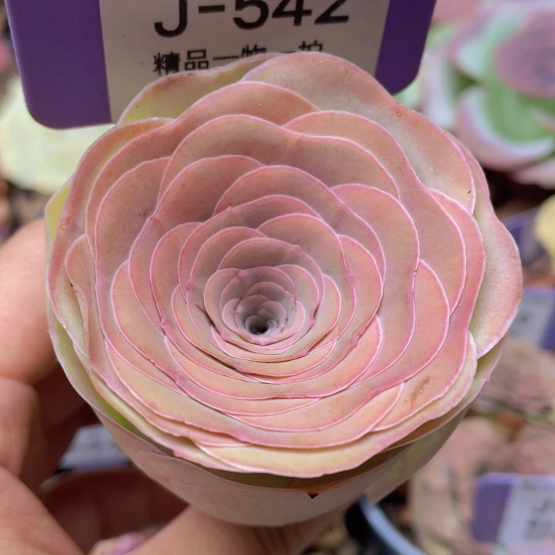 山地玫瑰J542裸根发货不售后