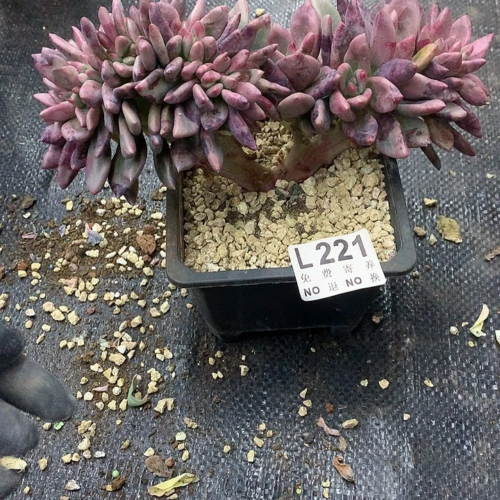 桃花源缀化 叶子有伤处理 非偏远38包邮节后发请联系客服