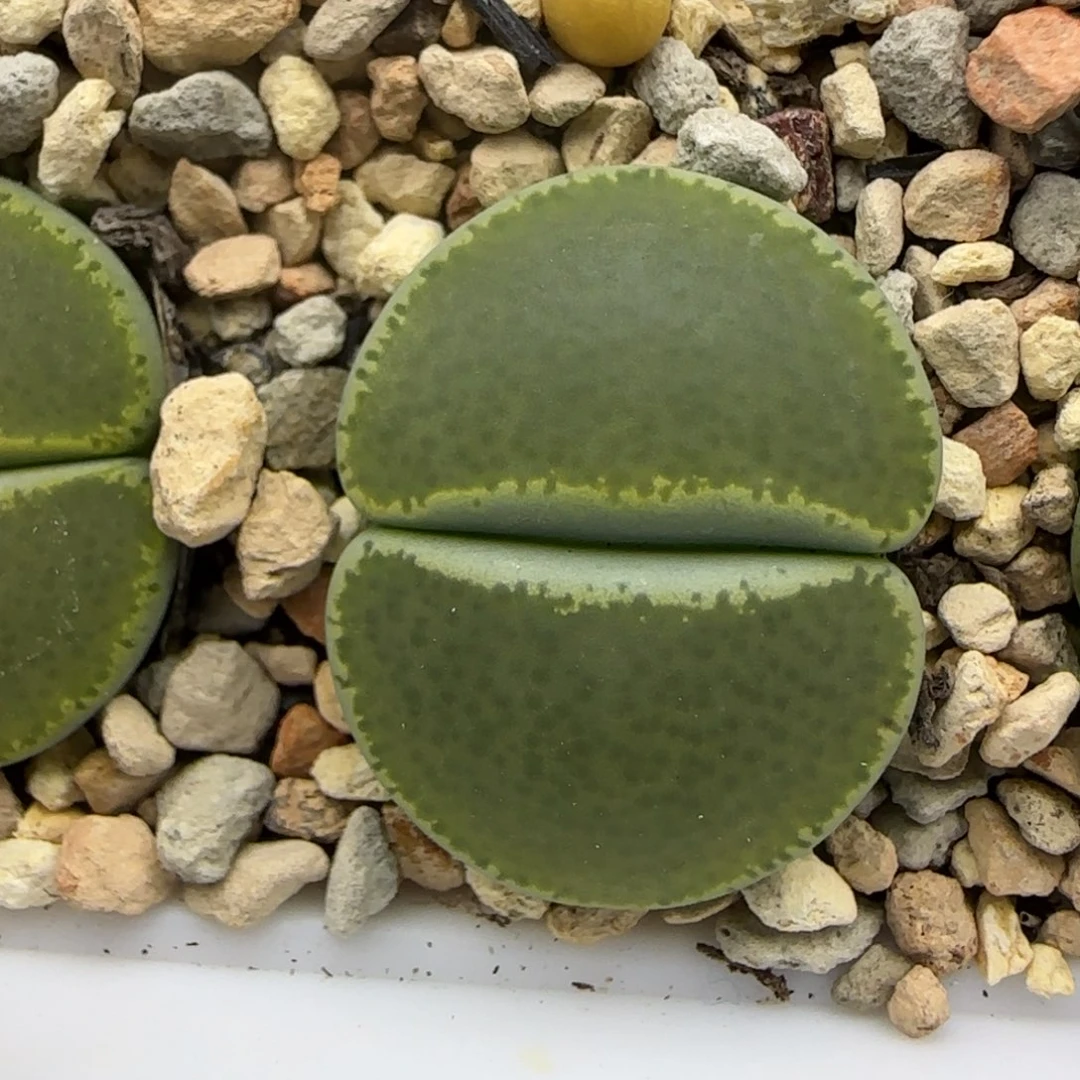 单头母本清框福利30包邮