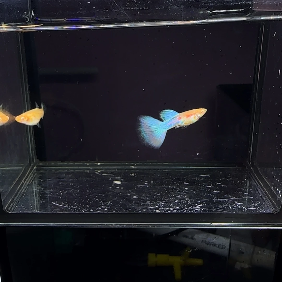 孔雀鱼天使彩虹一对