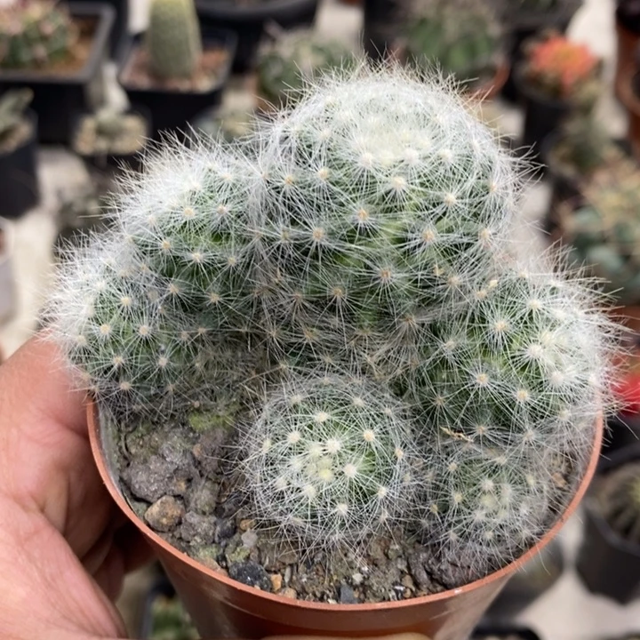 实生芳香丸群特价