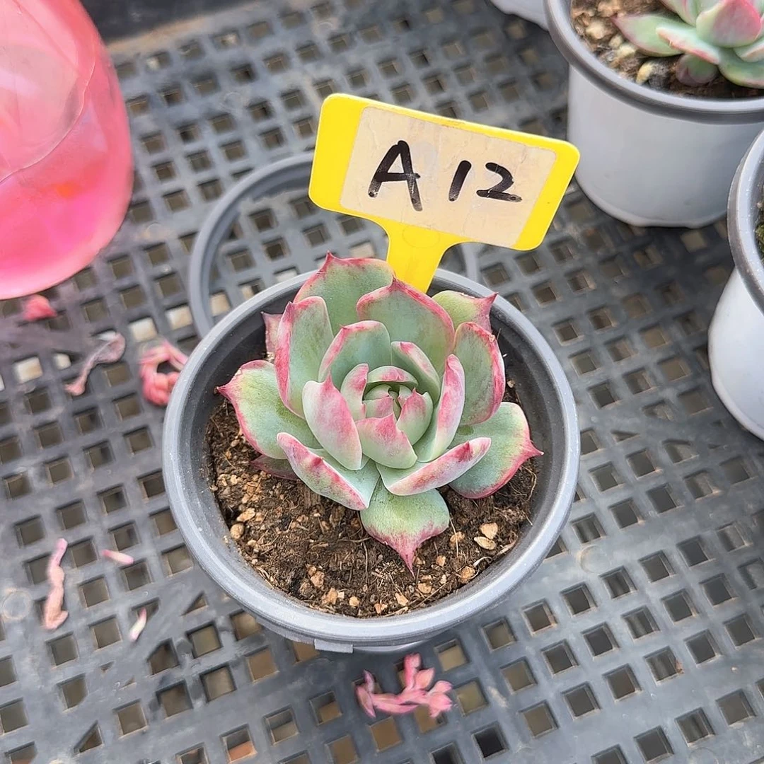 熊***毛A12惊鸿单头多肉