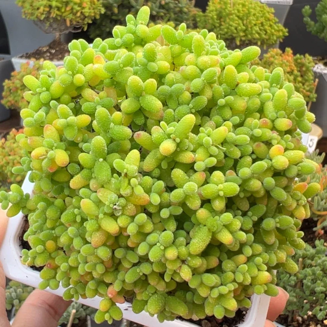 【闪购商品】dy6679精控蜜橘糖球冠幅7.5cm