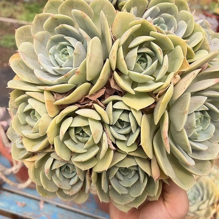 蓝色苍鲁16.99多肉植物