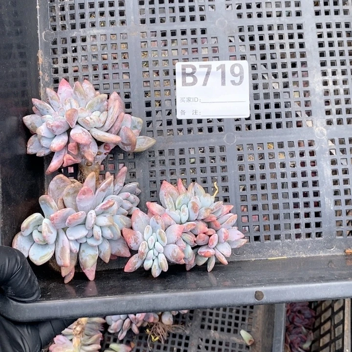 ****玉719 粉兔缀丫呀呀呀