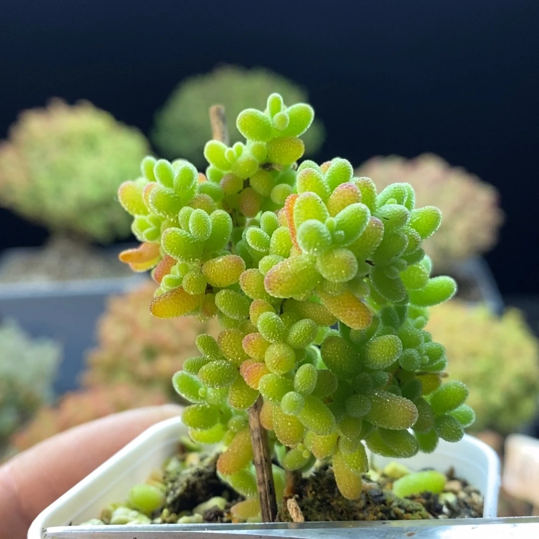564蜜橘糖球。