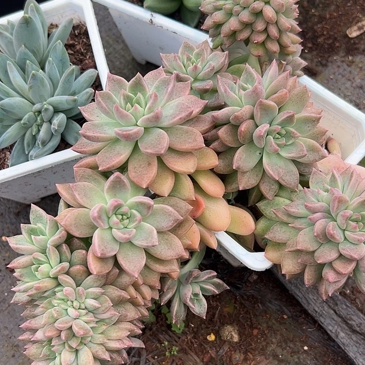 璀璨缀大群一物一拍特价