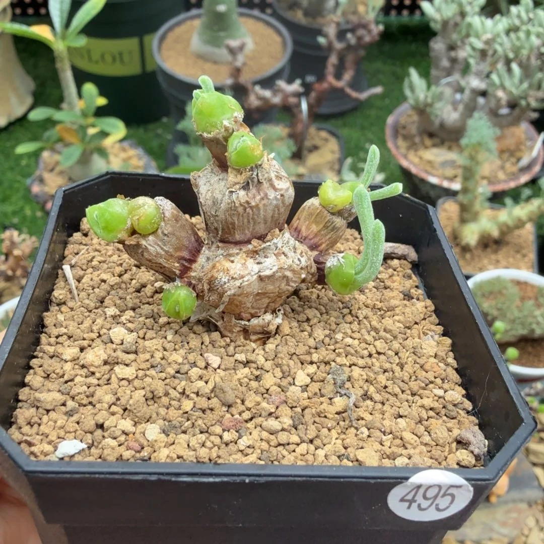 碧光环小兔子(白花)495