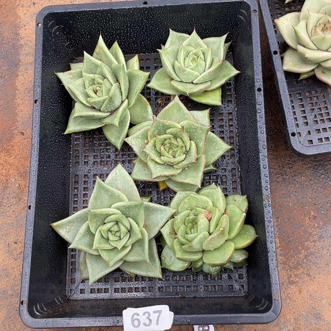 若如东云组拍637