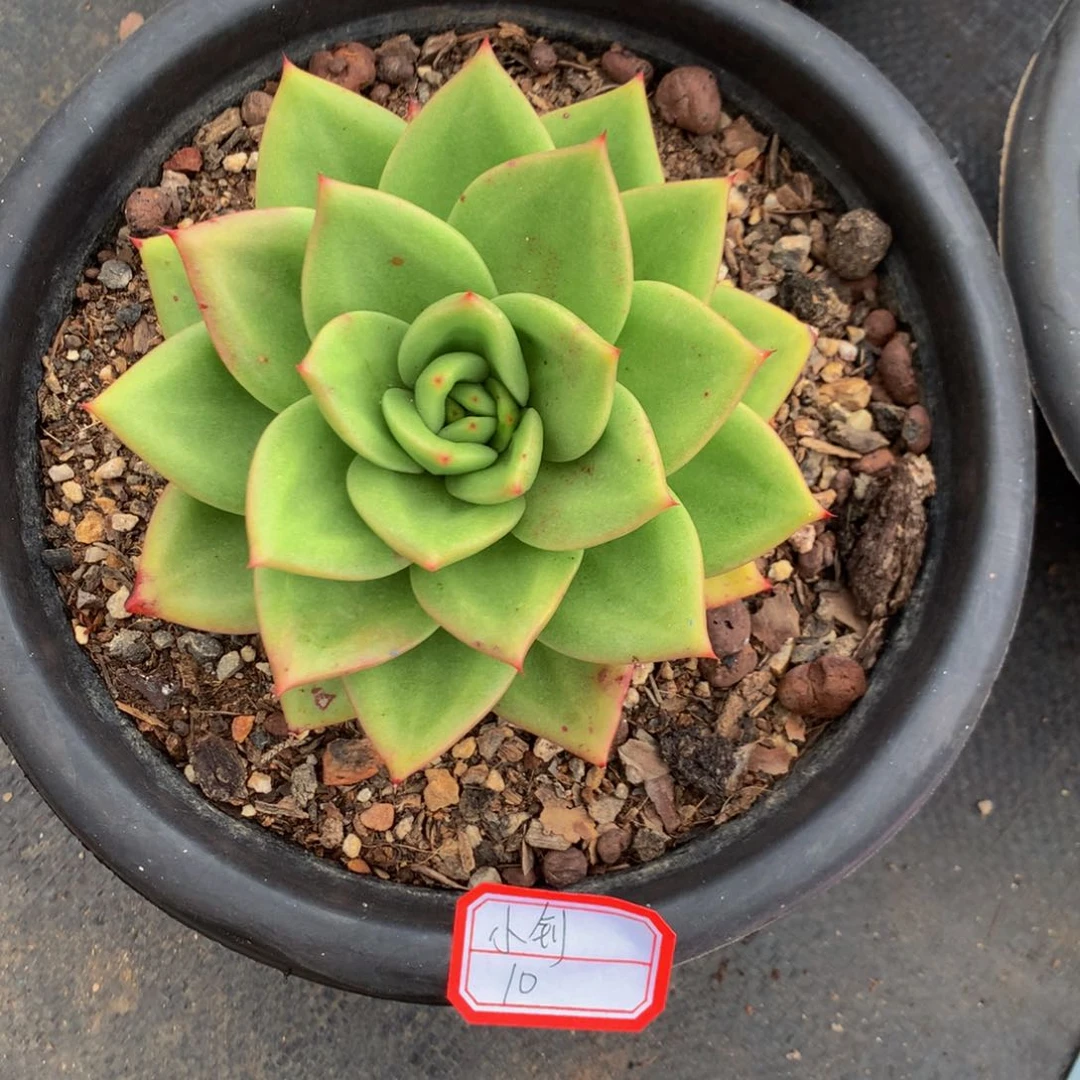 小**?杂交11111111111