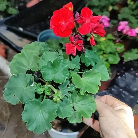 无花朵赤魅一盆带分枝