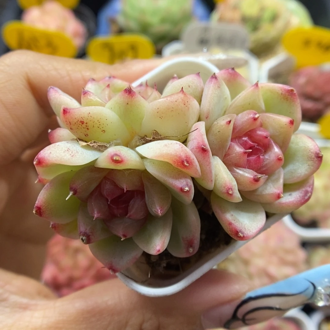 特殊甜心群生423号