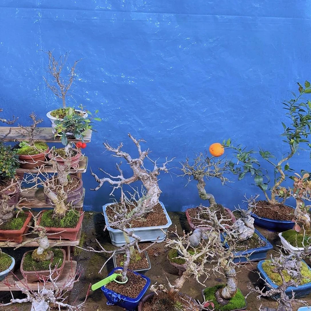 红陶身****人111111111