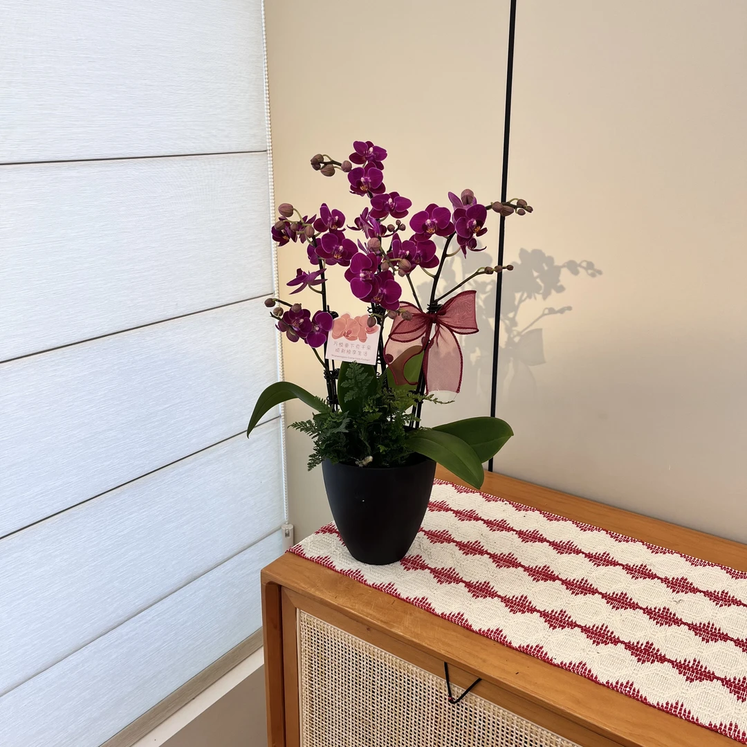 【小加菲】紫色系小花型蝴蝶兰 桌面趣味摆件 花卉源头基地