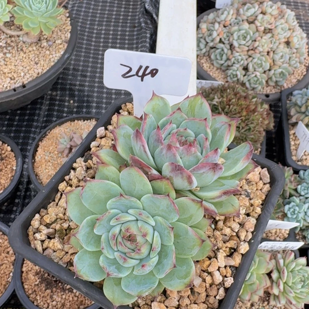 多肉植物的生长发育