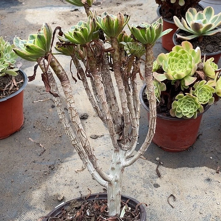 914虞姬多肉植物法师