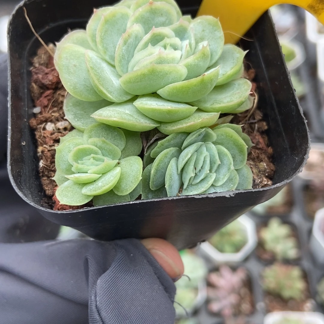 1929希娜多肉植物