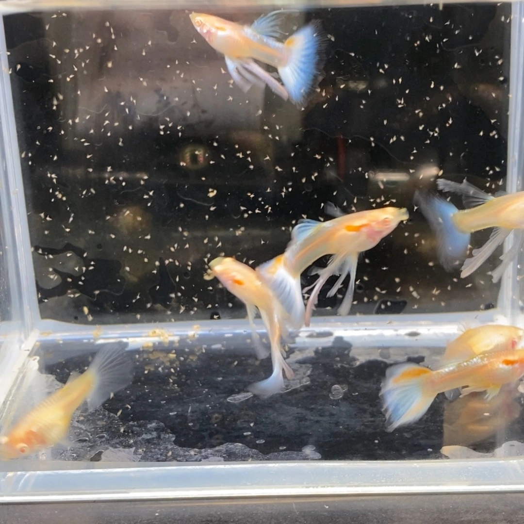 孔雀鱼七条蓝白孔雀鱼