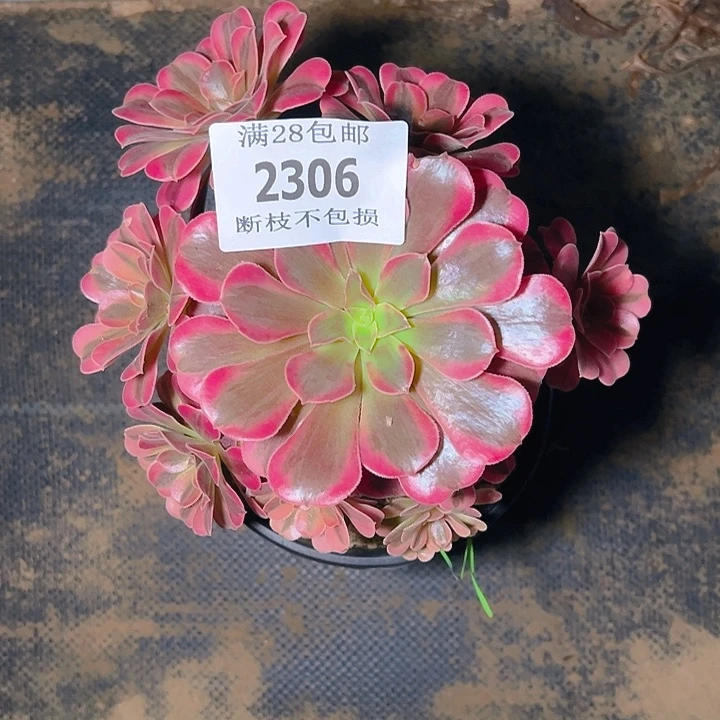 2306美杜莎多肉植物保护