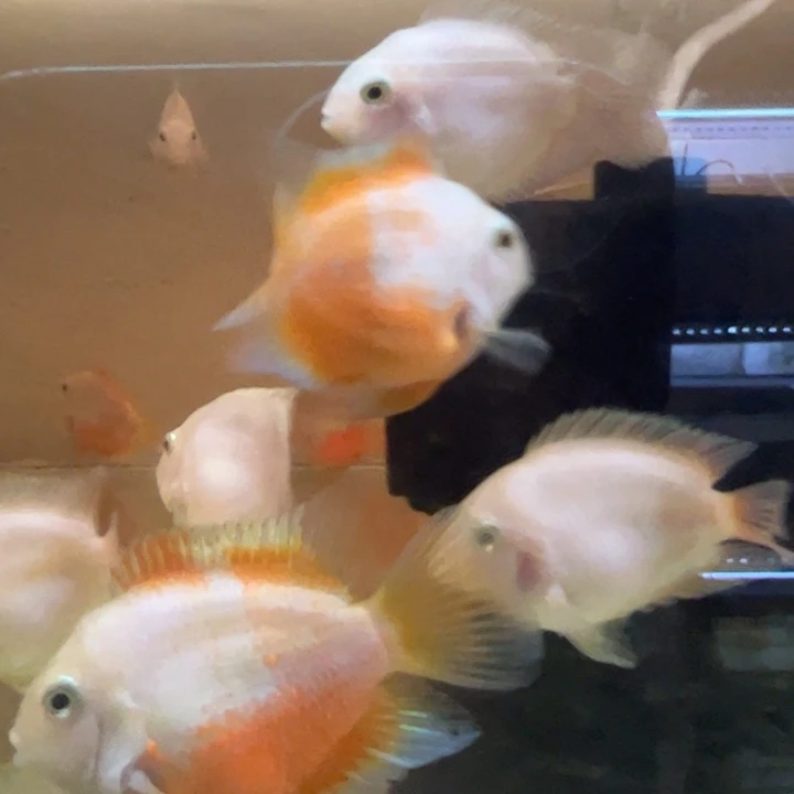 短鲷鱼迷你鹦鹉胭脂粉一对