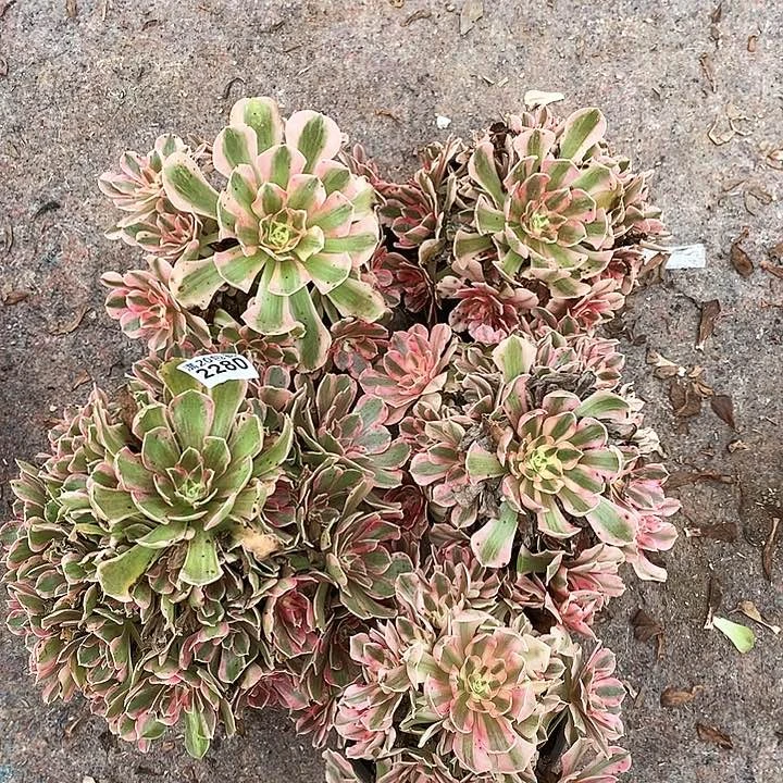 2280 五颗法师多肉