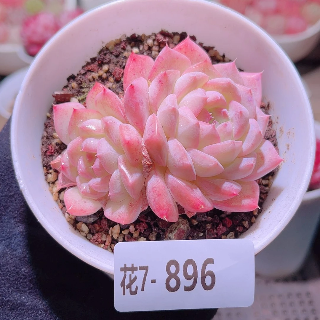 花利美7-896白桃汽水