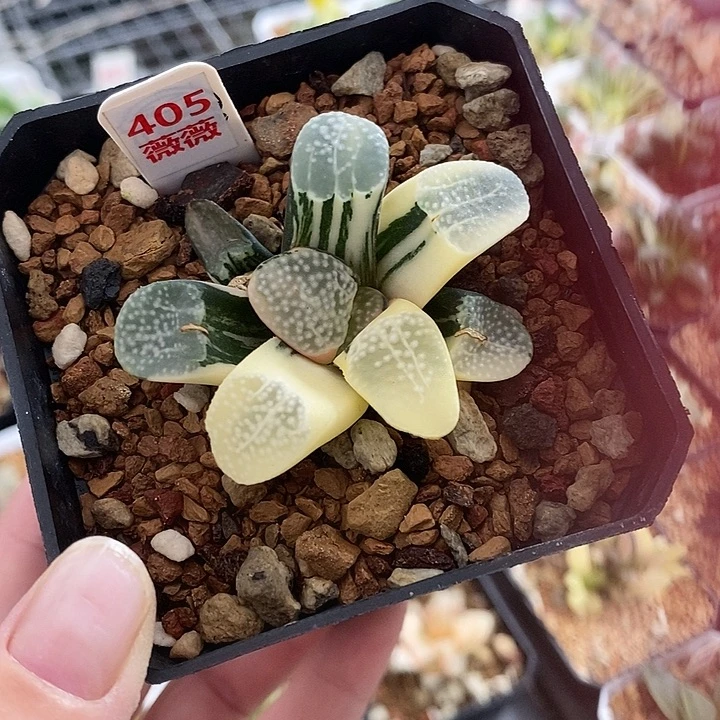 405点点寿一物一拍
