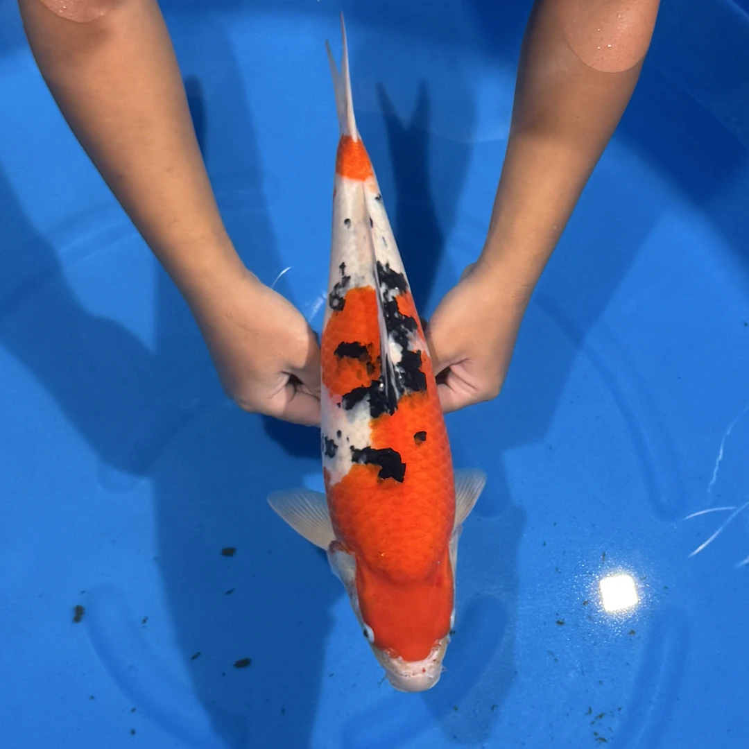 阪井出品麒麟大正母鱼锦鲤（邓总）【实际以直播间为准】