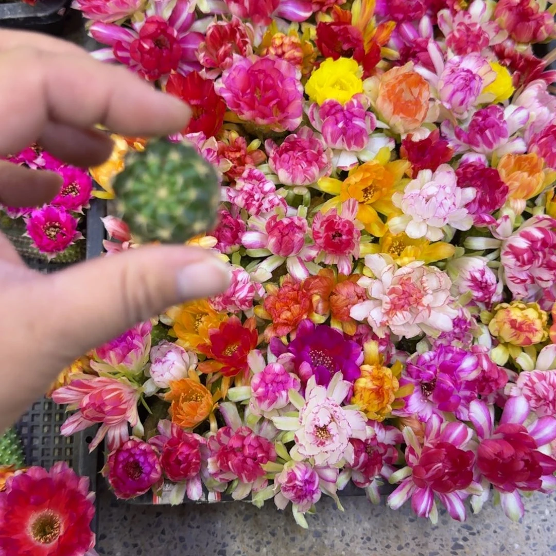 317新品荷花歪无根侧牙3公分左右，20包邮