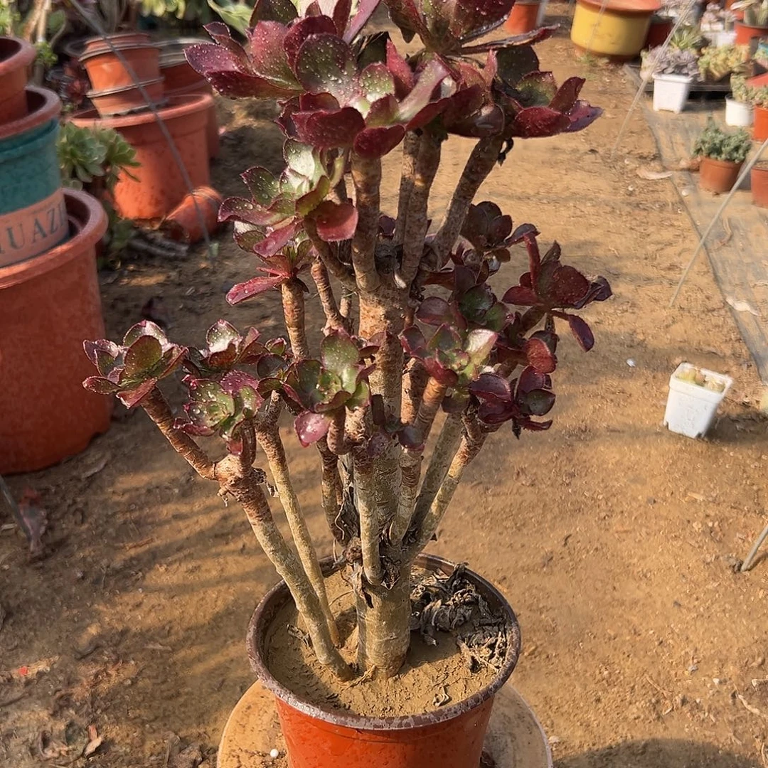 多肉植物冰武士老庄