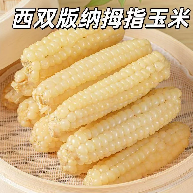 云南香甜糯拇指小玉米粘糯甜玉米甜糯玉米早餐玉米棒真空包装
