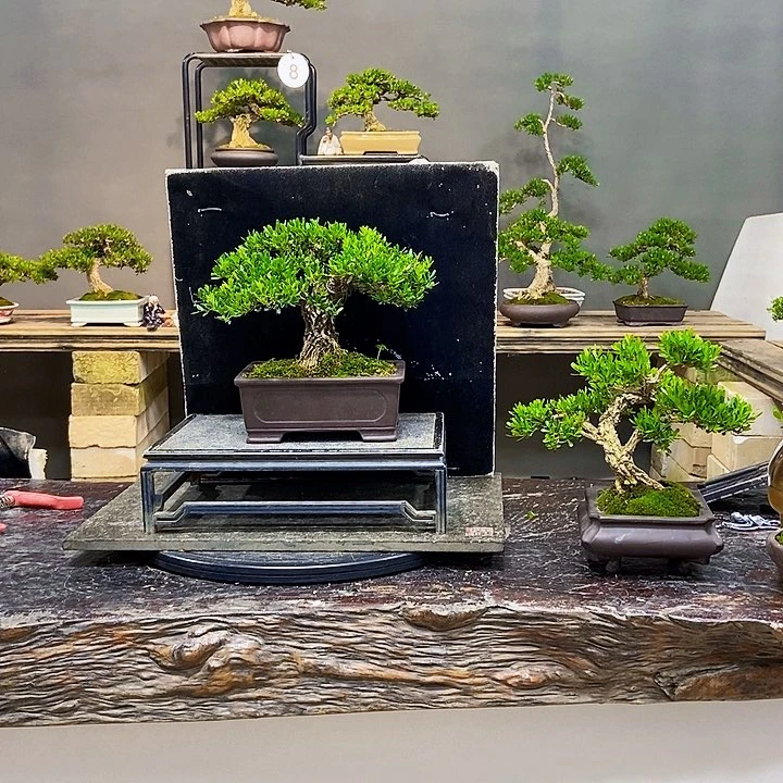 黄杨盆景四季常青不落叶