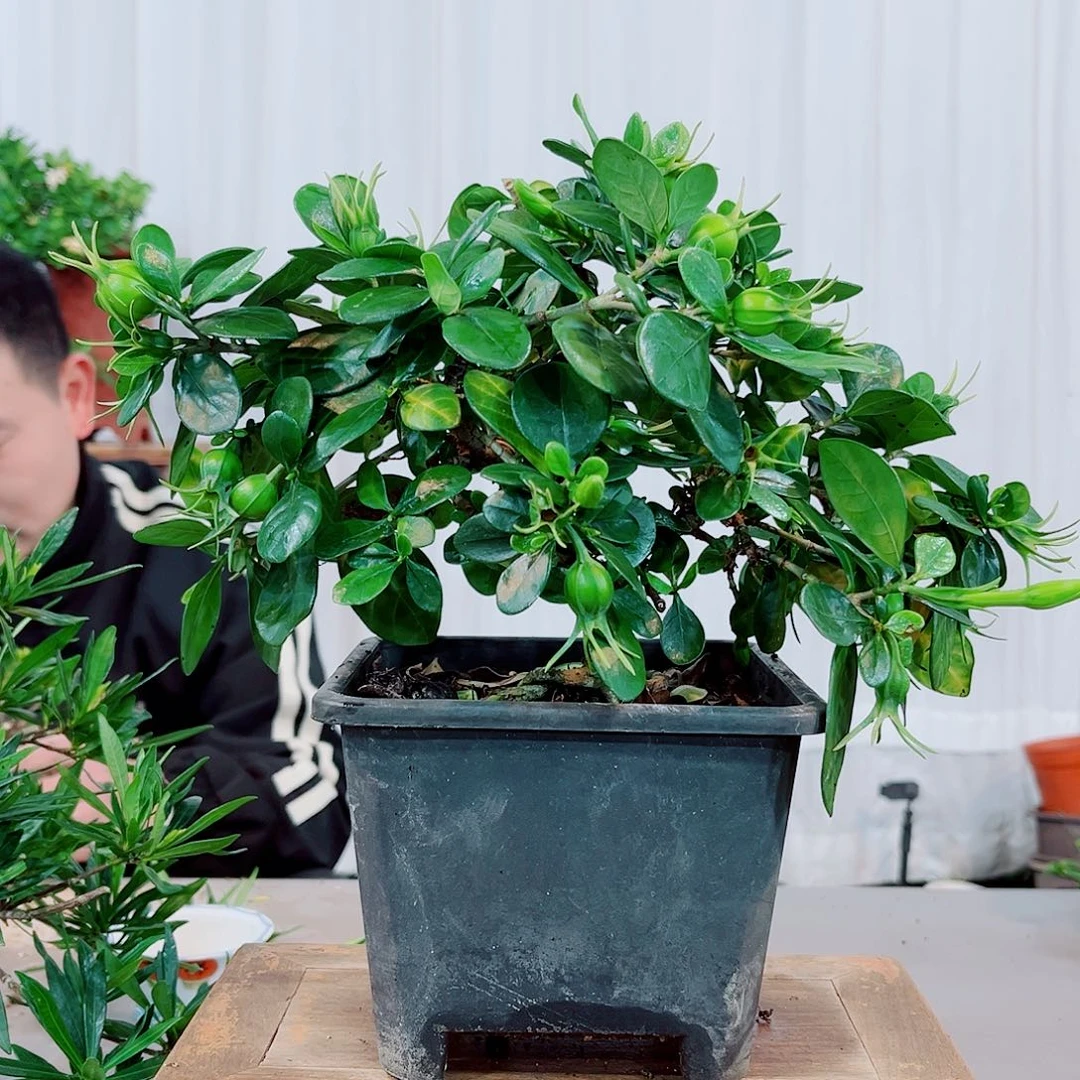 红陶奉****张海岛小圆叶