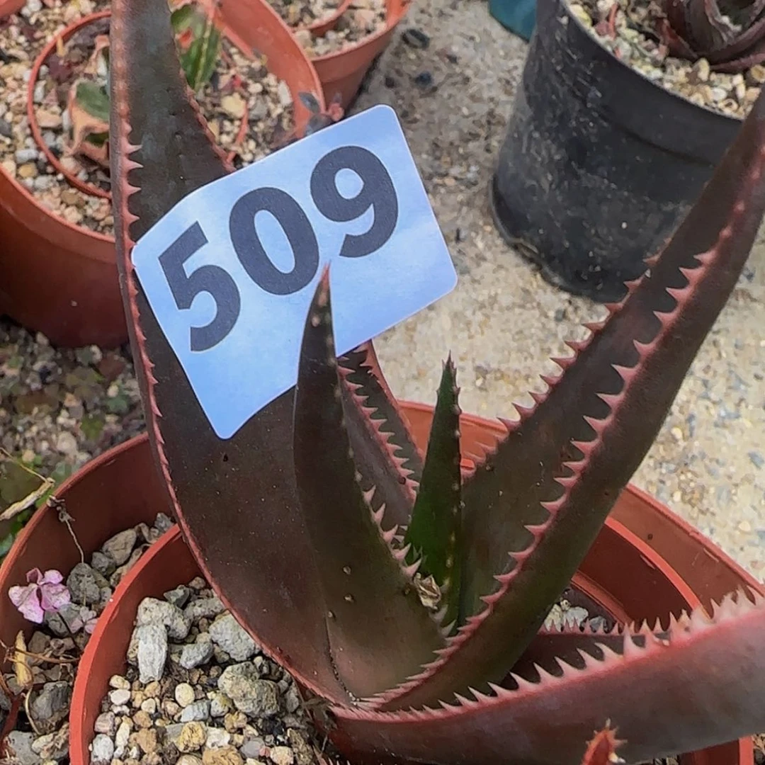 【闪购商品】漂*块根植物