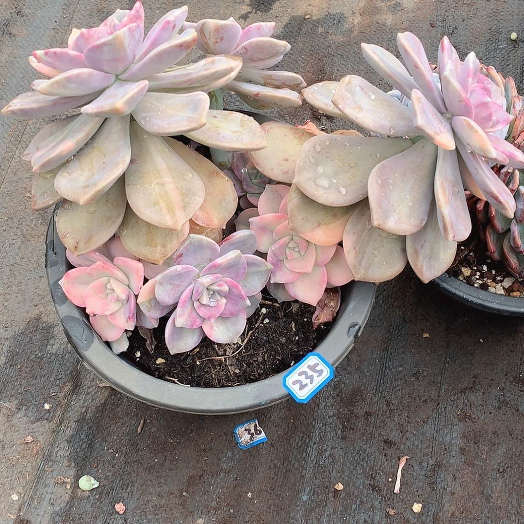 235紫乐锦 一物一拍多肉