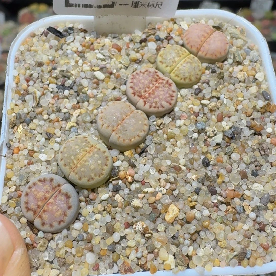 Ssss生石花肉锥507