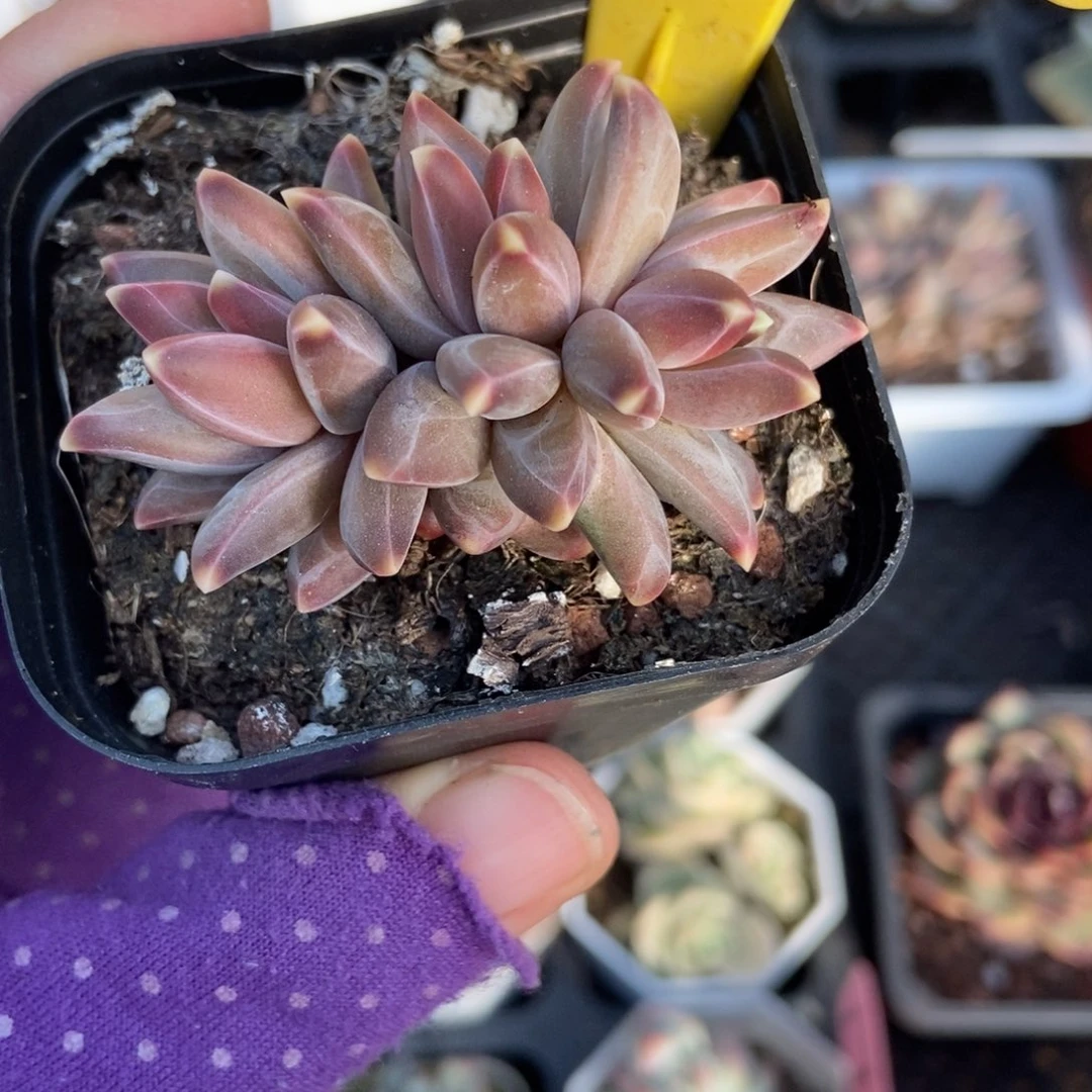 555梵高美人多肉植物