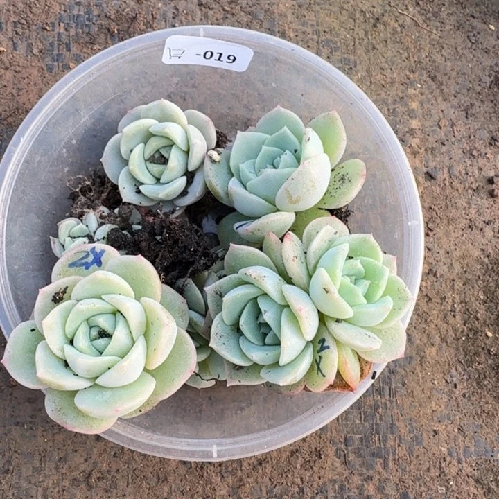 一***～019荔枝加谪仙饭盒一组