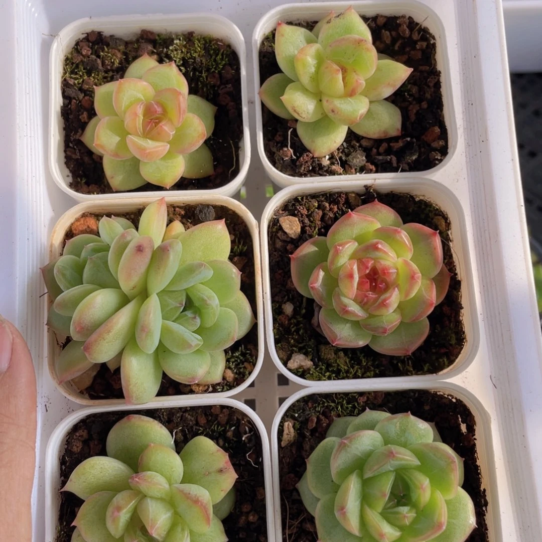 糕大上多肉植物632
