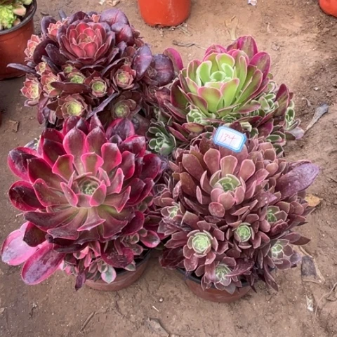 134多肉植物组合