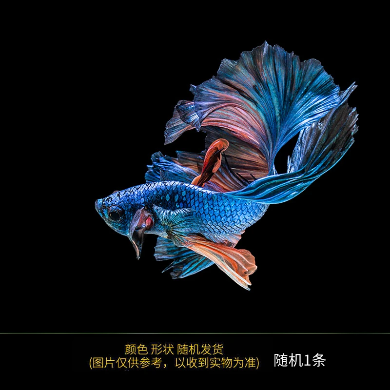 〔风吹麦浪〕直播专属链接 泰国斗鱼活体半月斗鱼热带鱼观赏鱼新手