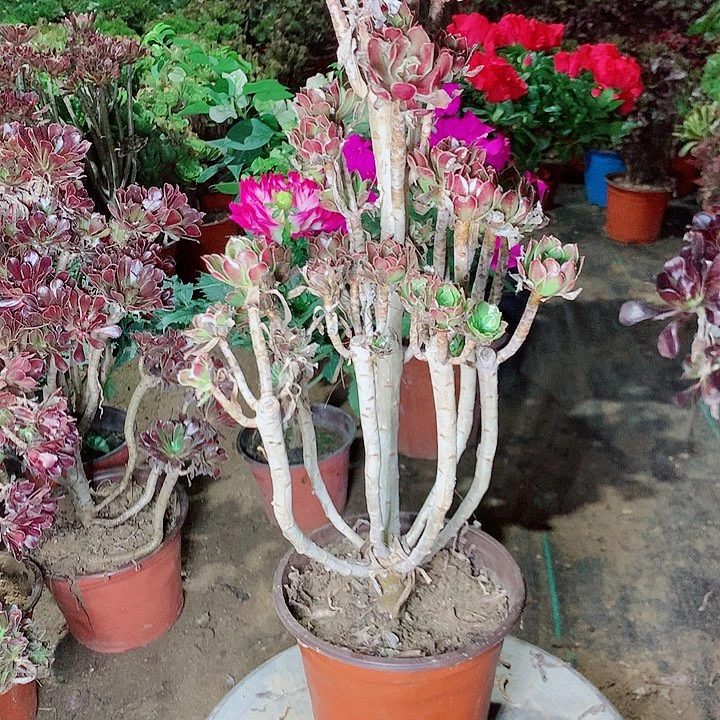 灰法豆多肉植物法师16