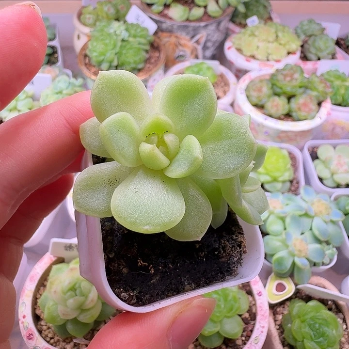碧琉璃下播福利小鱼儿