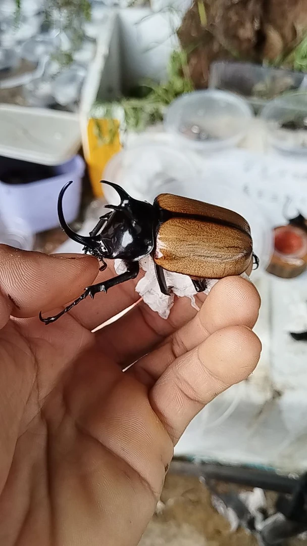 甲虫标本虫，死虫大角7.0-7.5㎝大个体不包售后